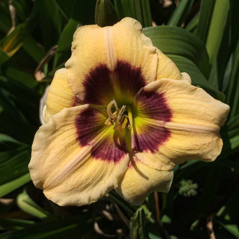 Enchanter S Spell Mountain View Daylily Nursery