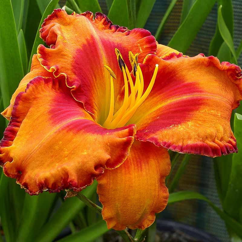 Volcano Queen Mountain View Daylily Nursery