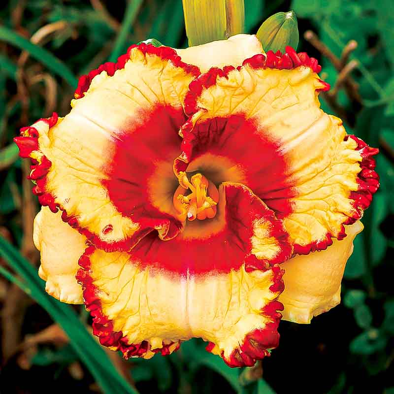 easy-on-the-eyes-mountain-view-daylily-nursery