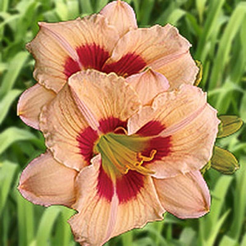 Idle Chatter Mountain View Daylily Nursery