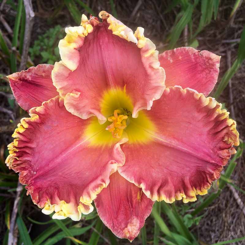 Running Hot | Mountain View Daylily Nursery