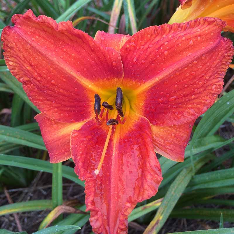 sound-and-fury-mountain-view-daylily-nursery