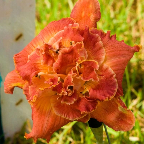 Spacecoast Tropical Twister