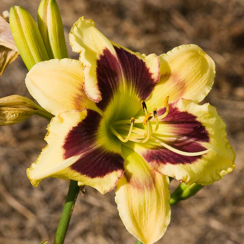 tar-and-feather-mountain-view-daylily-nursery