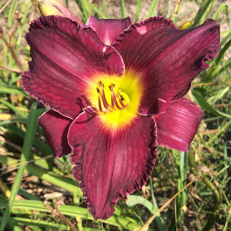 troubled-sleep-mountain-view-daylily-nursery