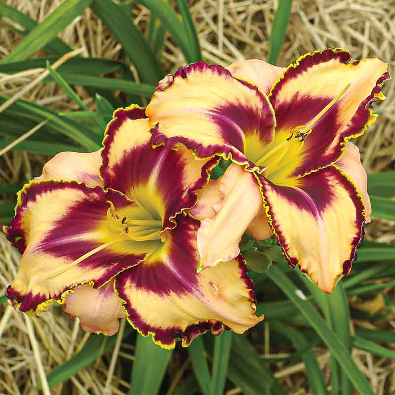 Edge Of Your Seat Mountain View Daylily Nursery