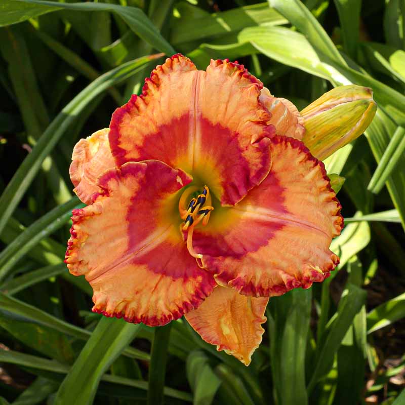 Edgy Appeal Mountain View Daylily Nursery