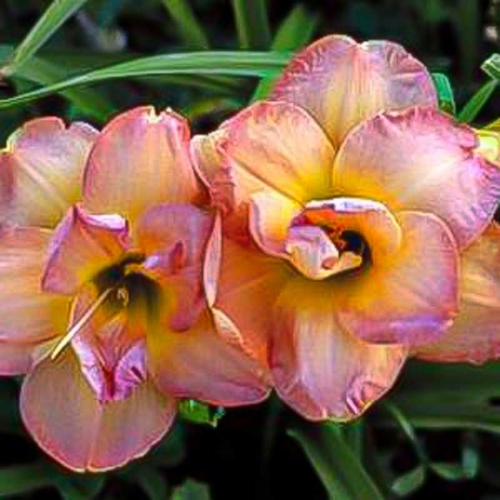 Frances Joiner