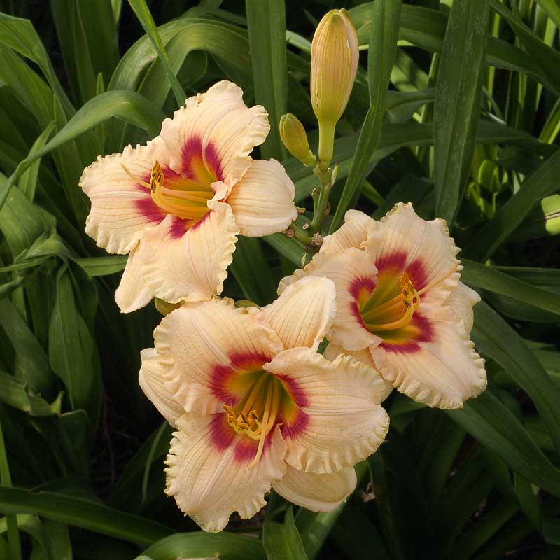 Radiant Ruffles | Mountain View Daylily Nursery