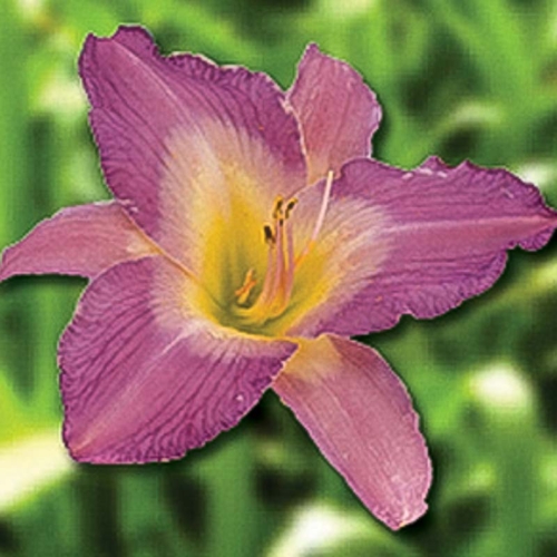 Singapore Orchid