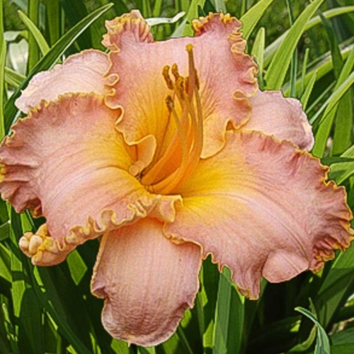 Spacecoast Starburst