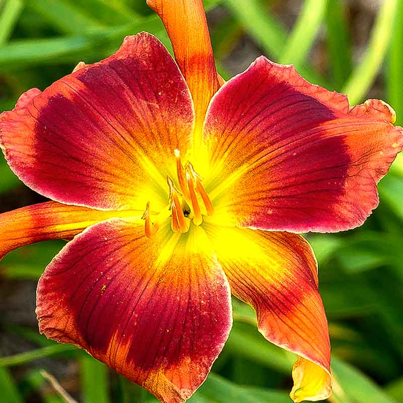 Texas Carnival Dance Mountain View Daylily Nursery